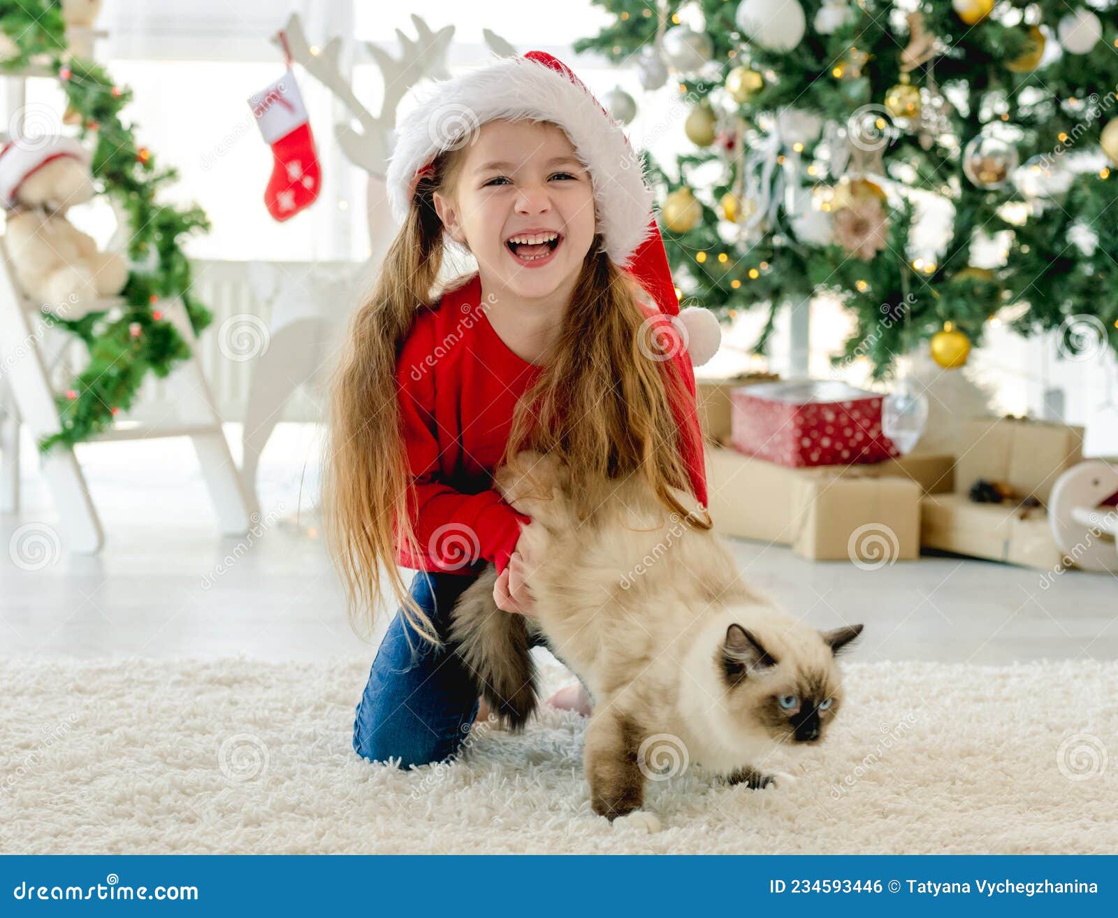 Child with Ragdoll Cat in Christmas Time Stock Photo - Image of ...