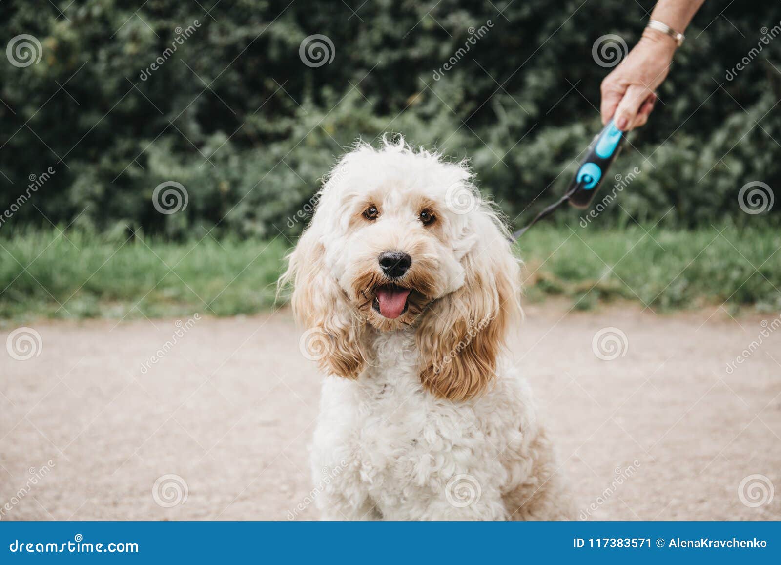 Happy Cockapoo Puppy On A Leash Sitting And Looking At The Camera Stock Image Image Of Cockerpoo Active 117383571