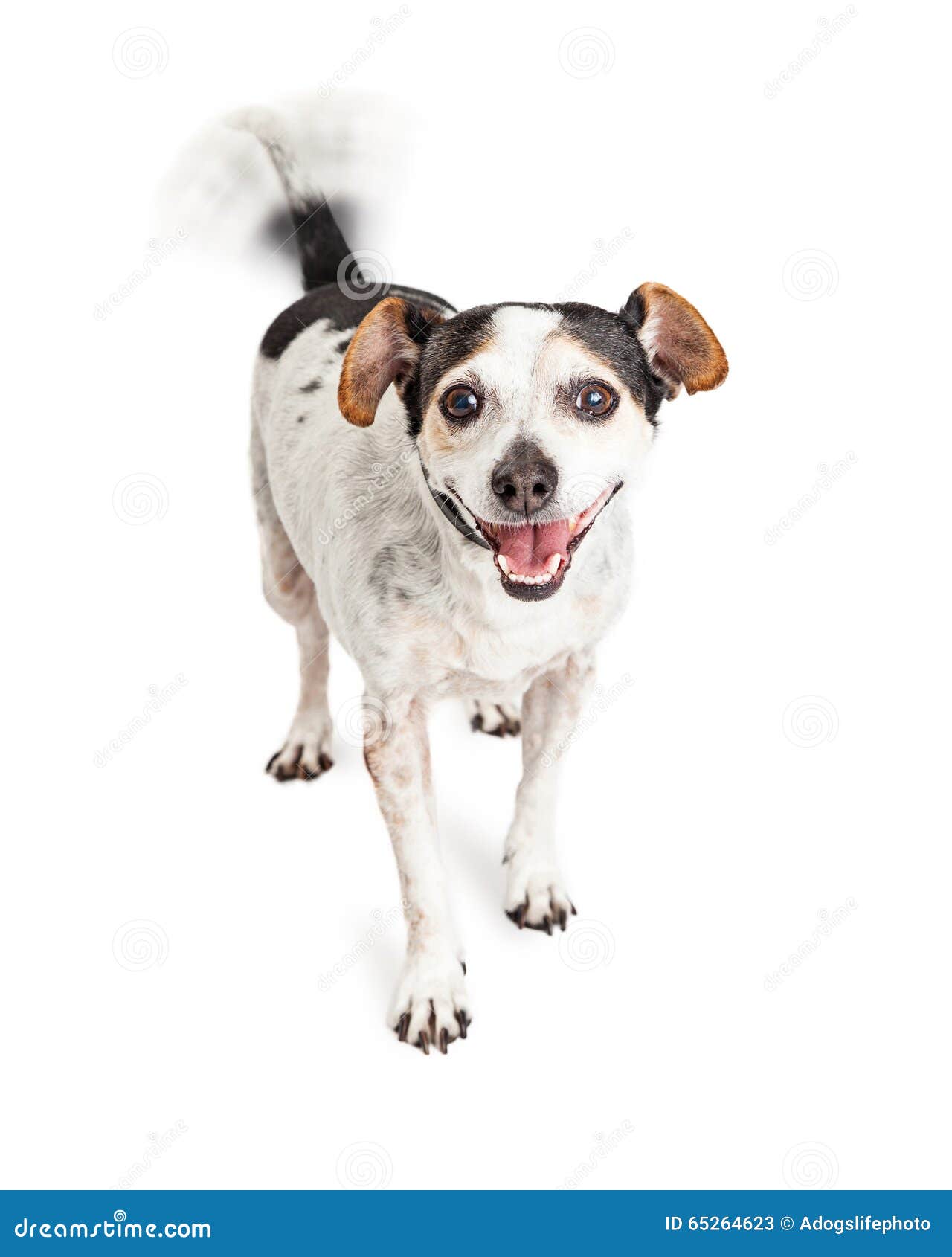 happy crossbreed dog wagging tail