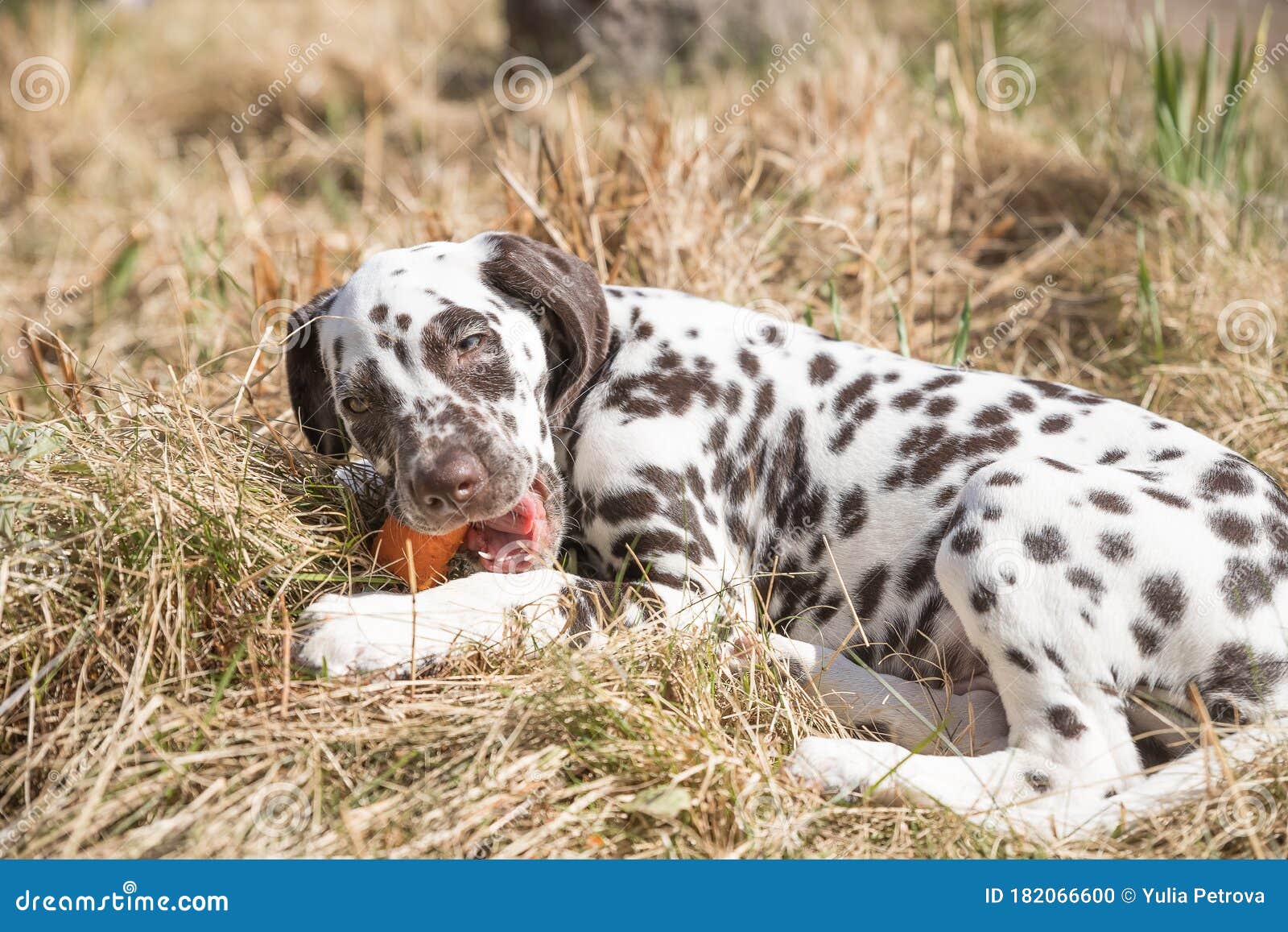 do dalmatian puppies have spots