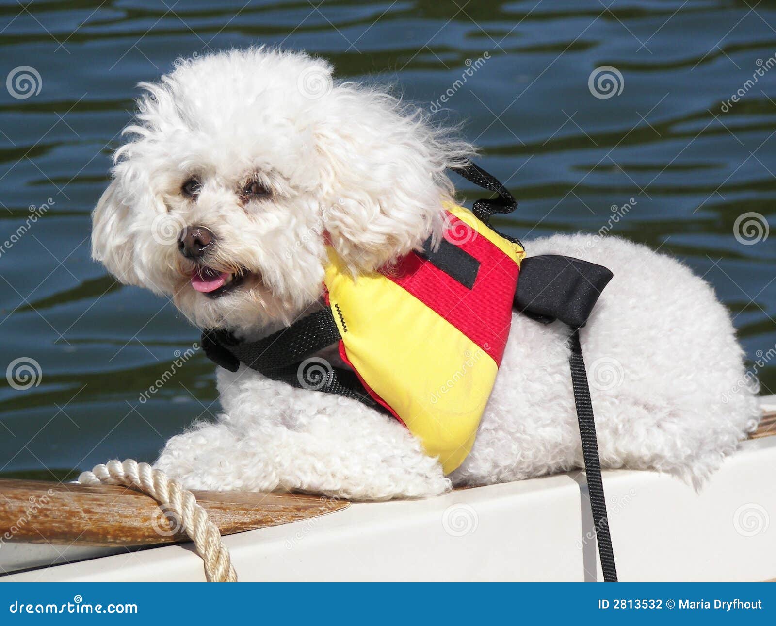 White Poodle with Life Jacket Stock Photo Image of teak, mouth 2813532
