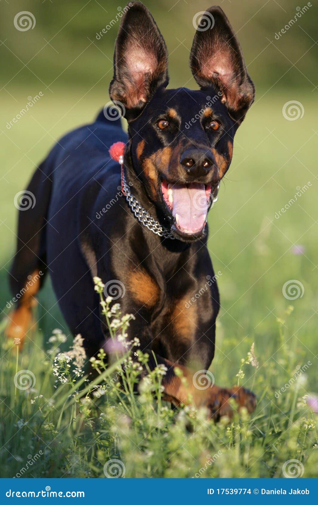 happy doberman