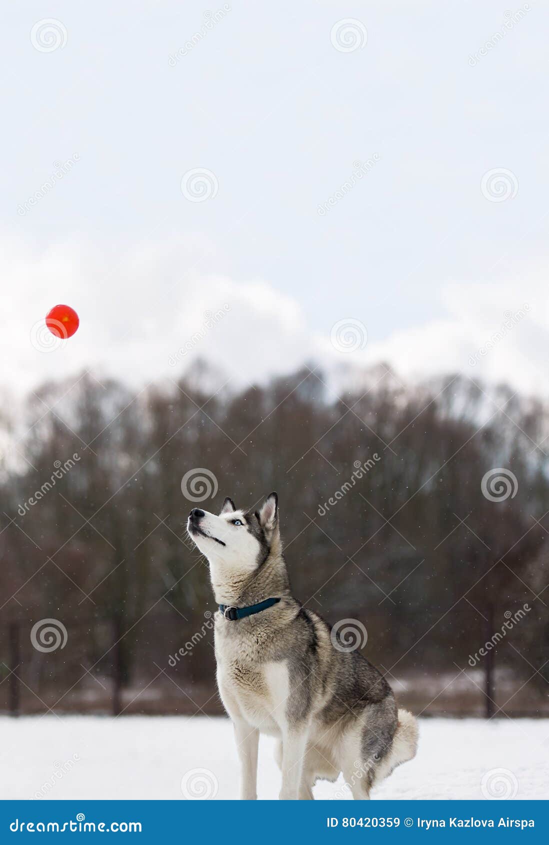 Happy Dog with Ball in the Snow. Stock Image Image of sport, energy