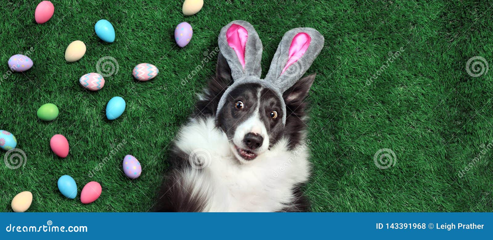 dog with bunny ears surrounded by easter eggs