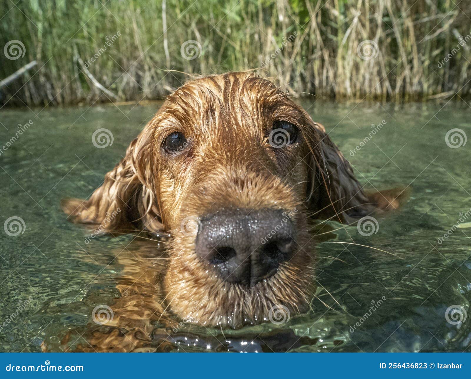 Happy Dog Cocker Spaniel Having Fun at the River Stock Image Image of cute, nature 256436823