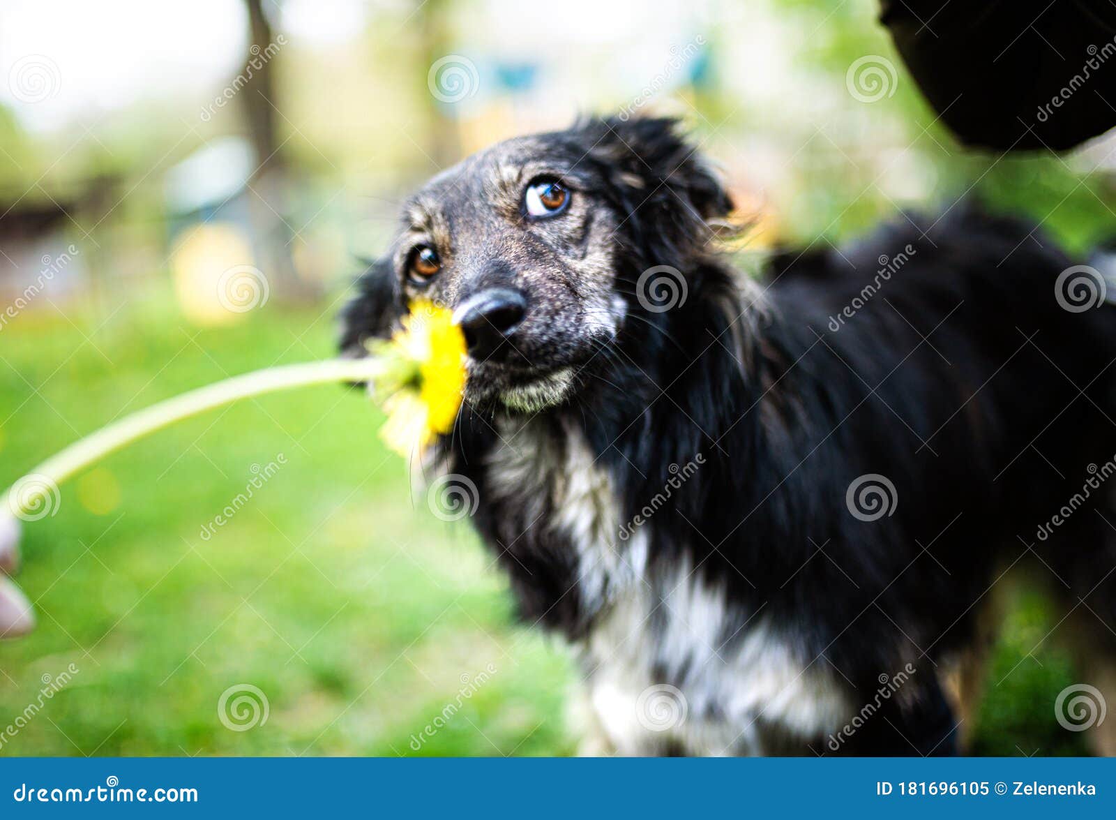 Happy Dog with a Dandelion on the Green Grass Stock Image Image of