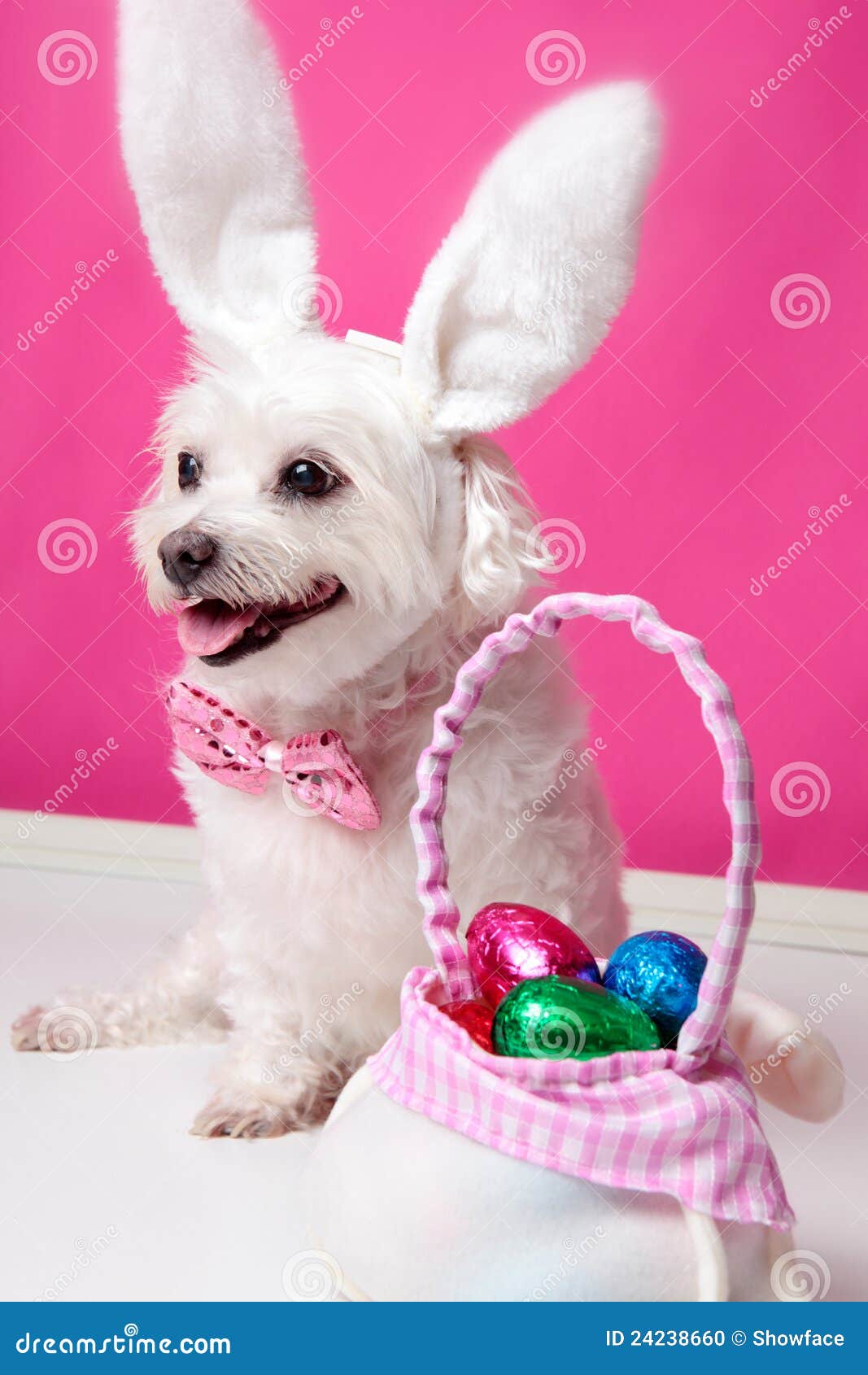 Happy dog at easter stock photo. Image of costume, fancy 24238660
