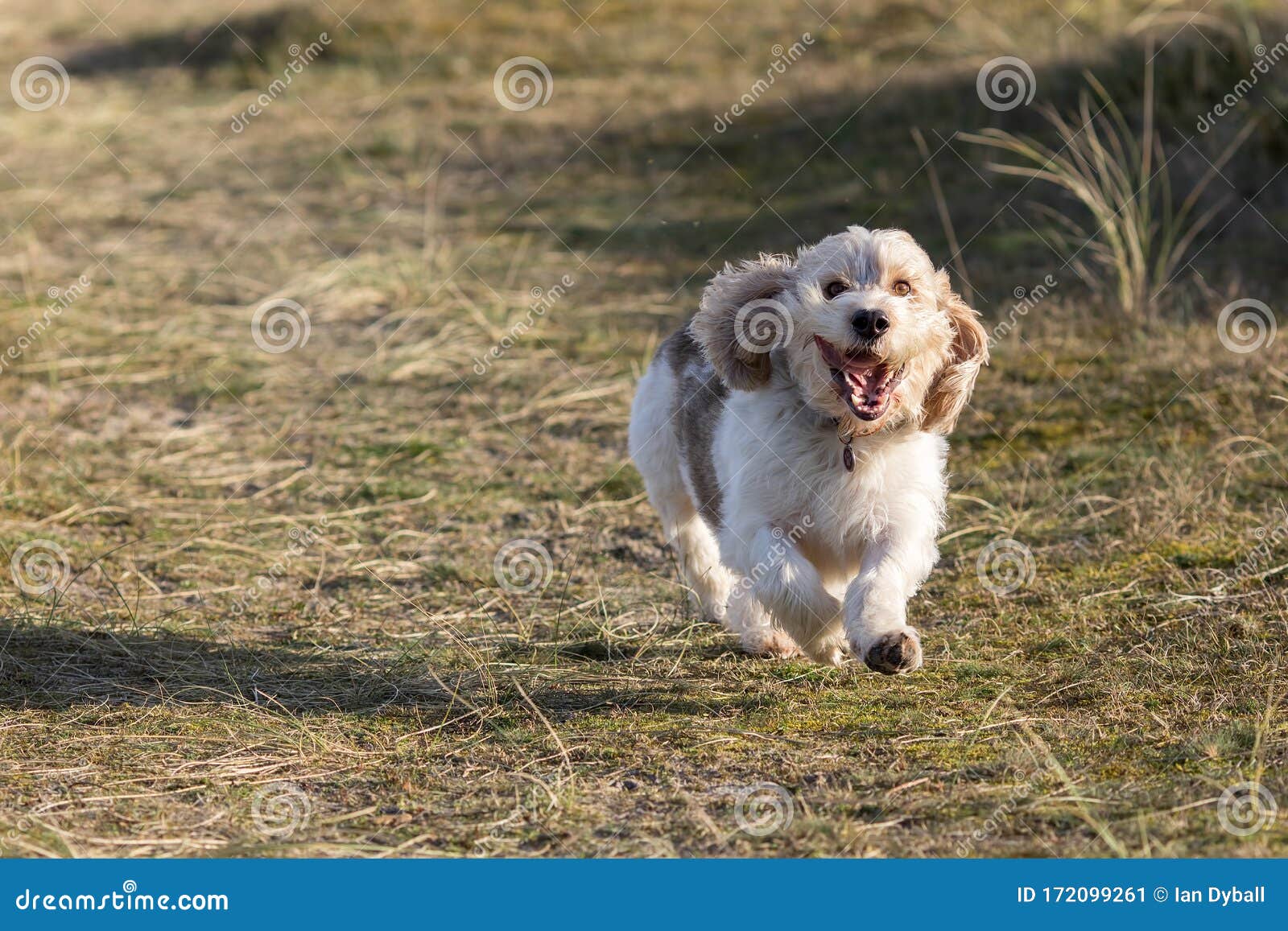 Happy Dog Face. Pet Having Fun. Funny Animal Meme Image Stock Image - Image  of canine, emotion: 172099261
