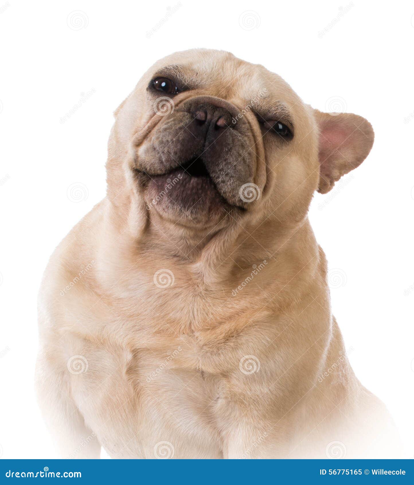 Happy dog - french bulldog with happy expression on white background