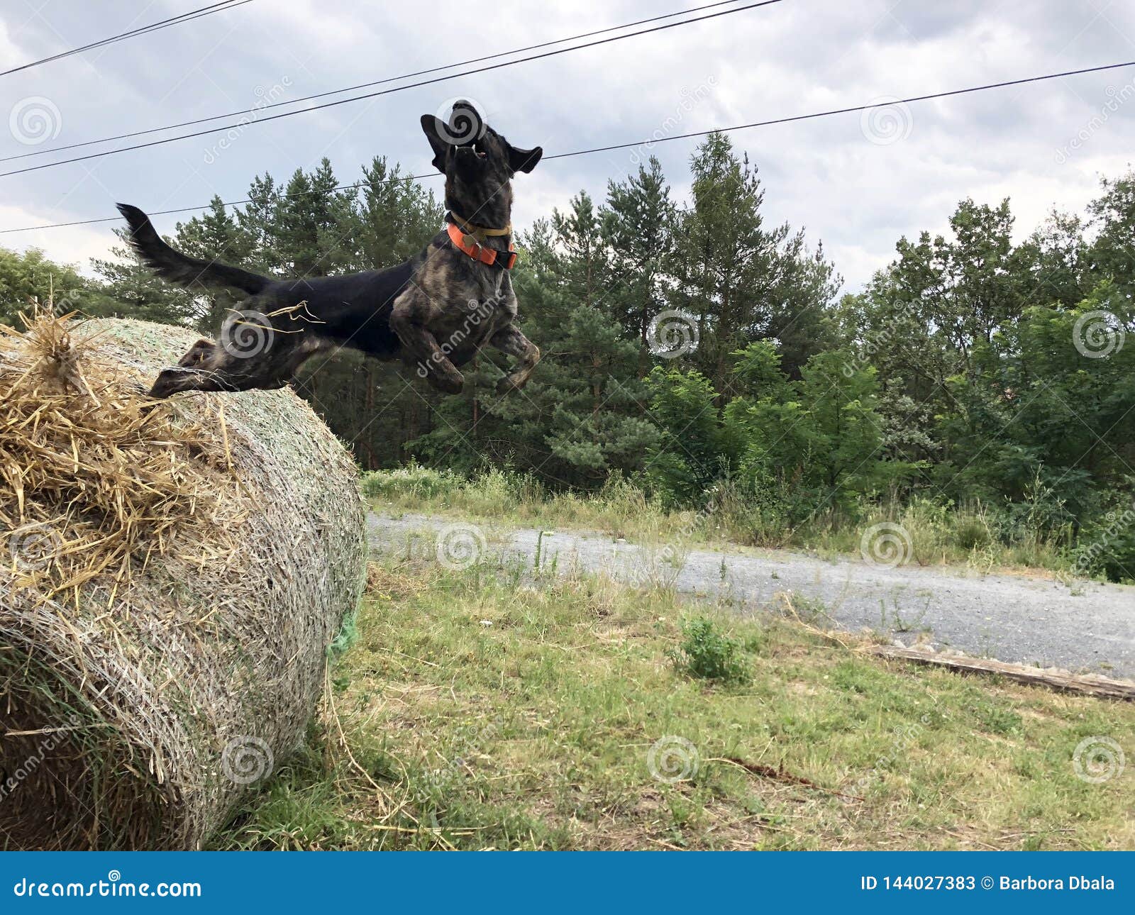 Jumping dog stock image. Image of jump, happy, jumping 144027383