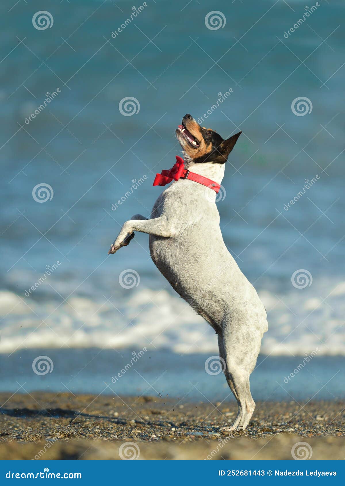 Happy Dog Jumping Up in the Water Stock Image Image of shore, jumping