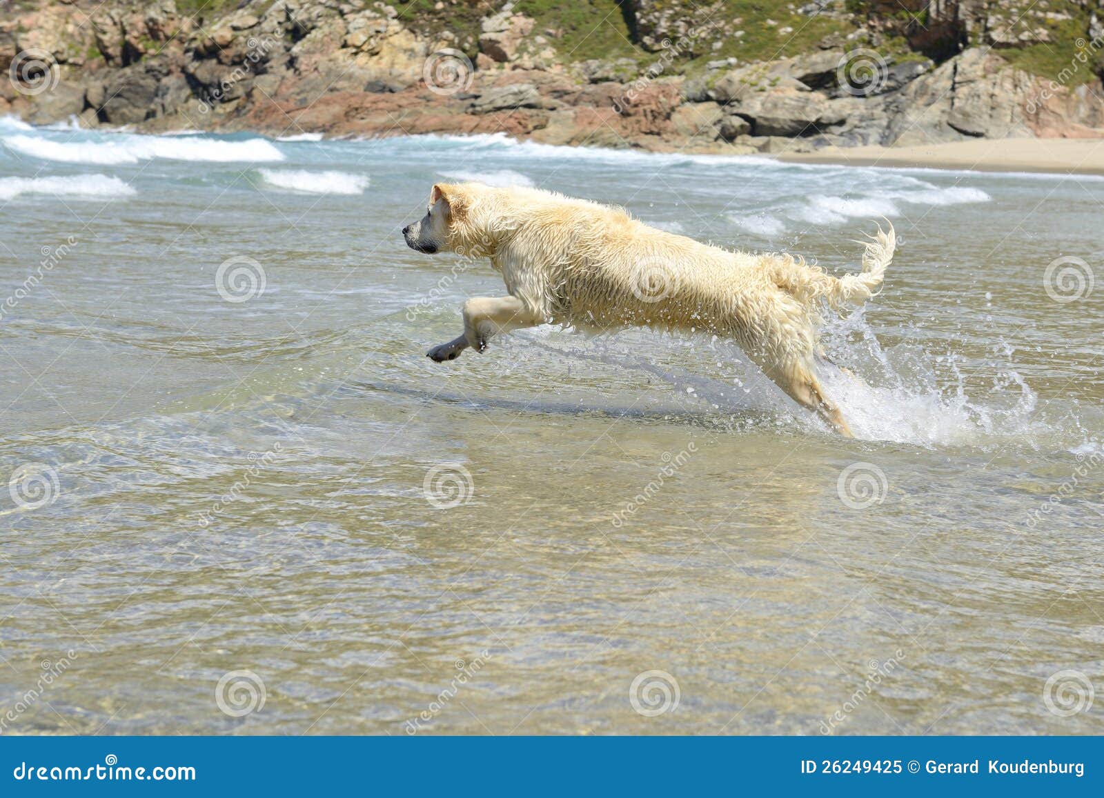Happy dog jumps in the sea stock image. Image of outdoors 26249425