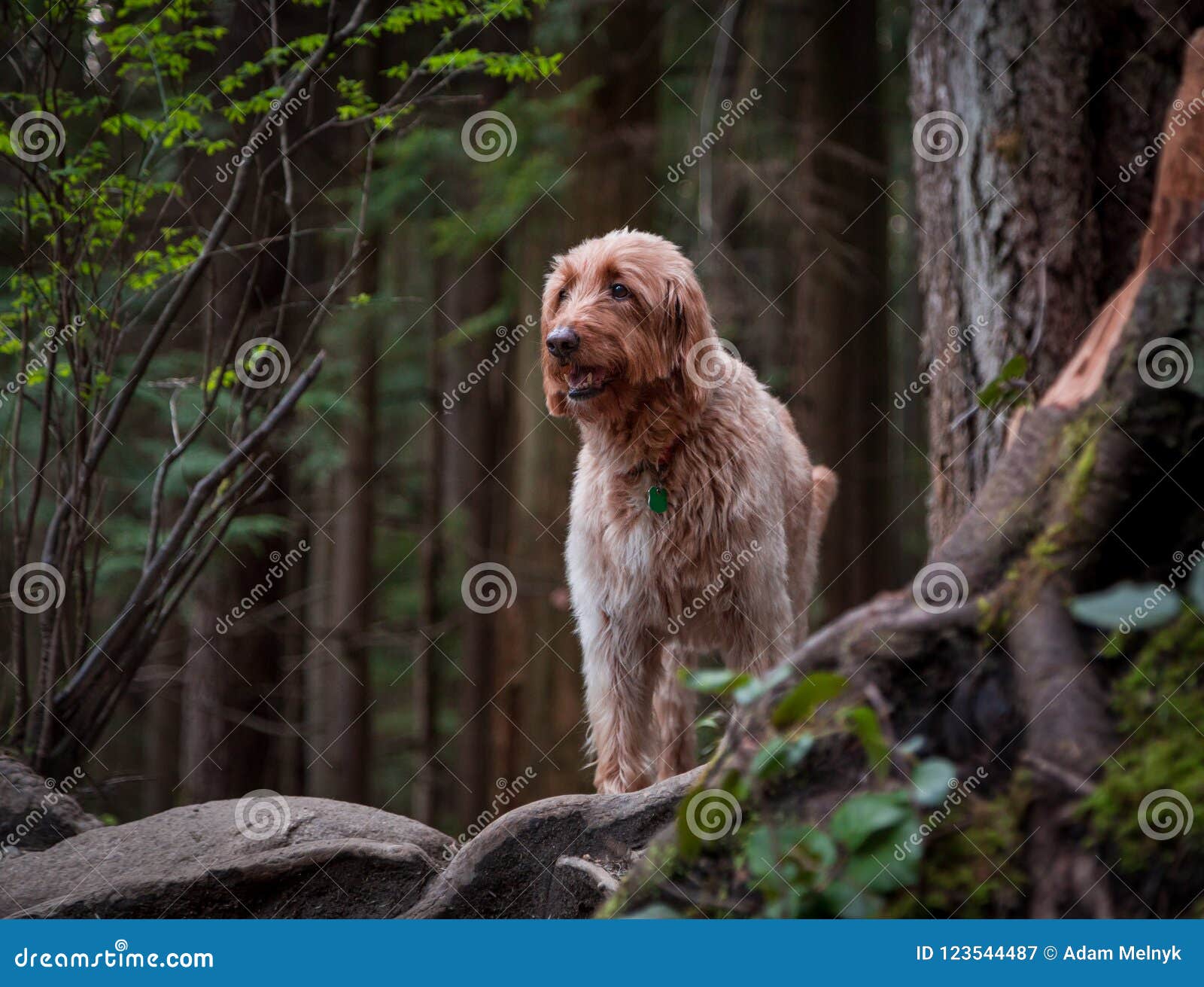 labradoodle wirehaired