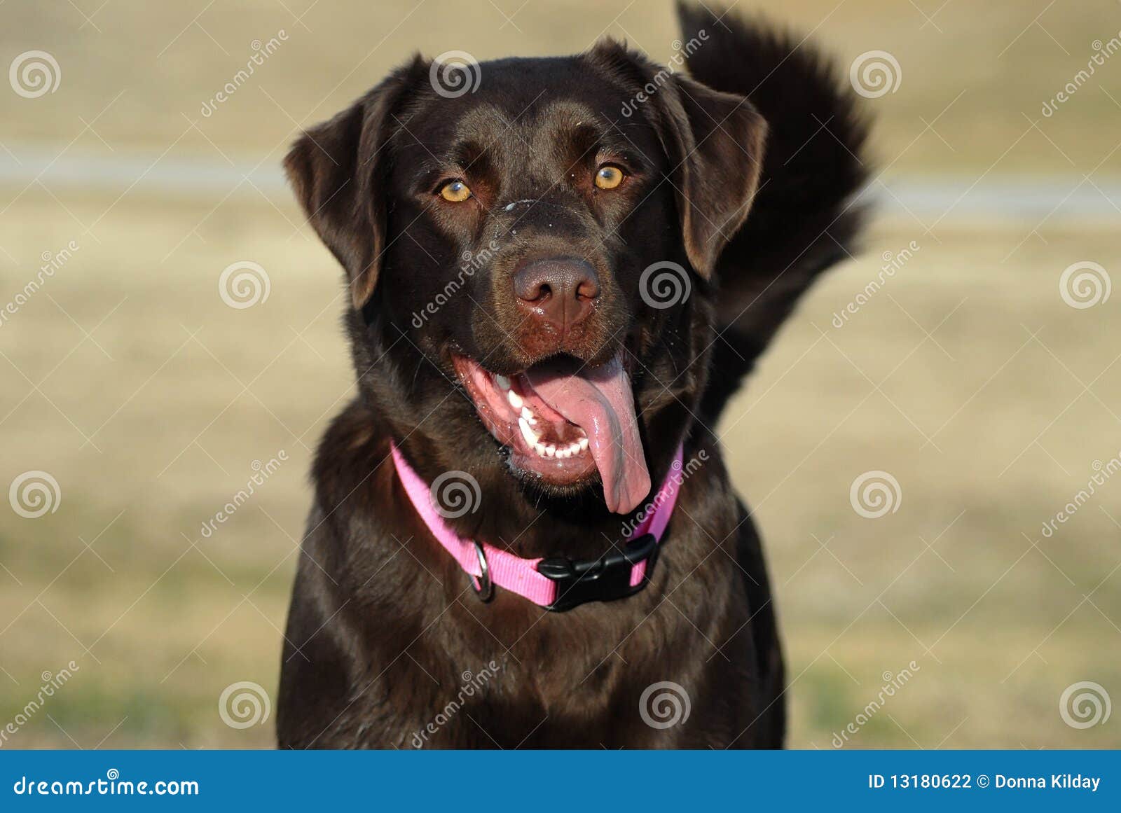 happy dog labrador retriever