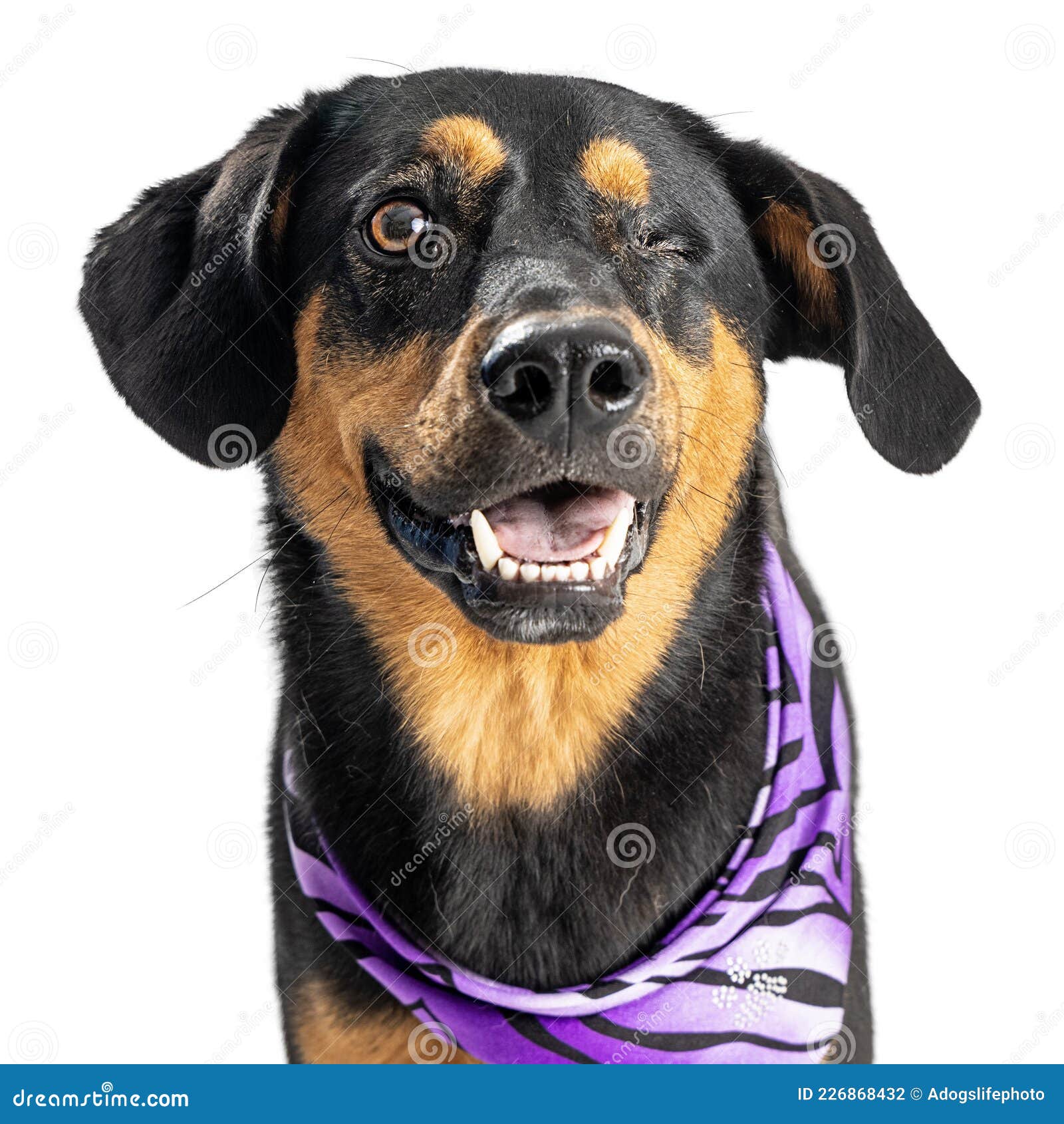 Happy Dog with Missing Eye after Surgery Stock Photo Image of smiling