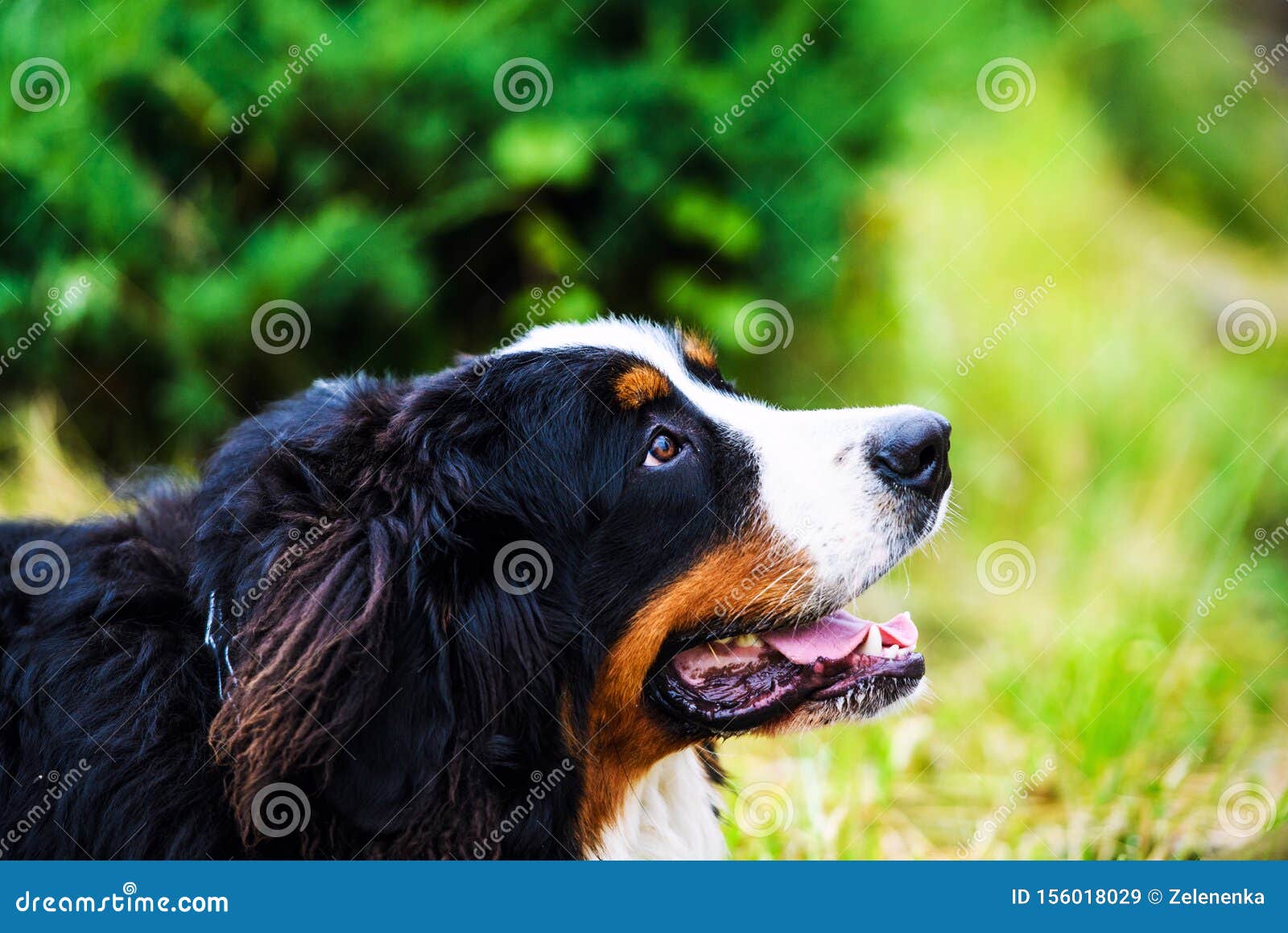 Happy Dog Playing Outside Smiles Stock Image Image of head, outside