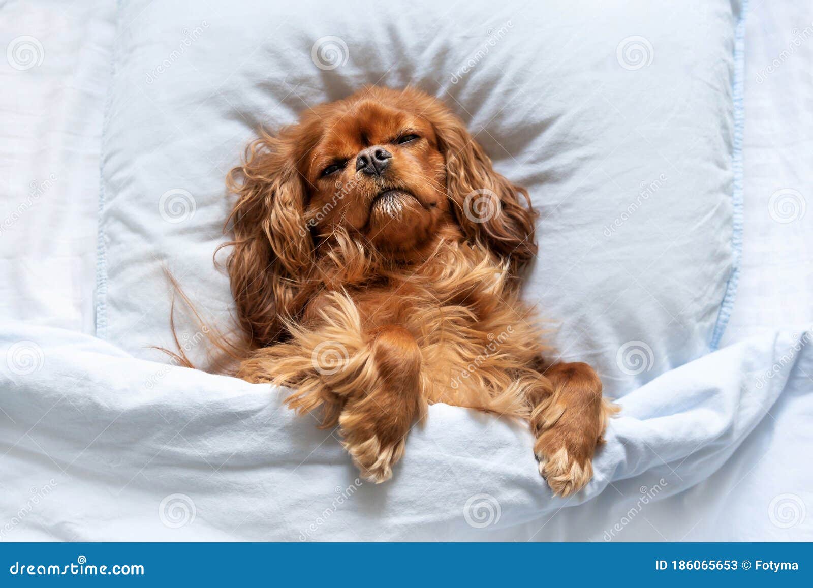 dog sleeping under covers