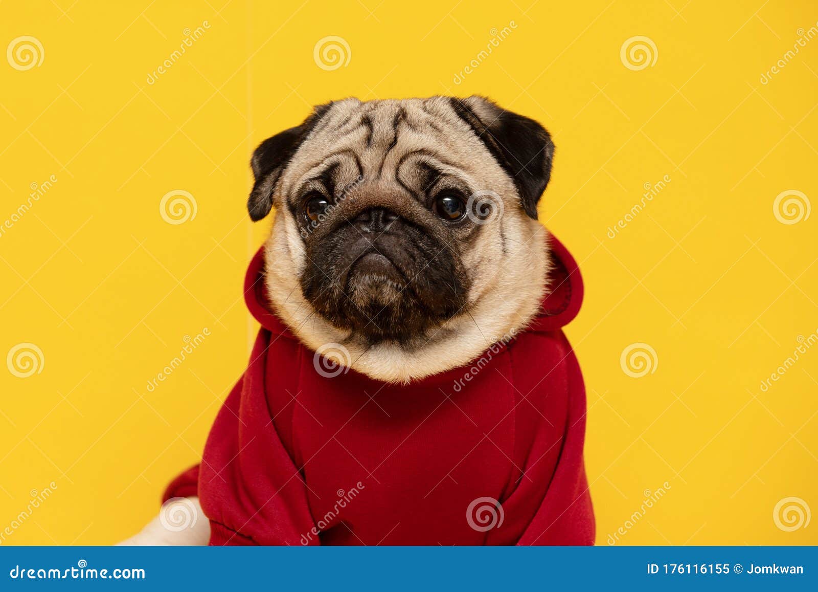happy dog smile on yellow background,cute puppy pug breed happiness ready for summer