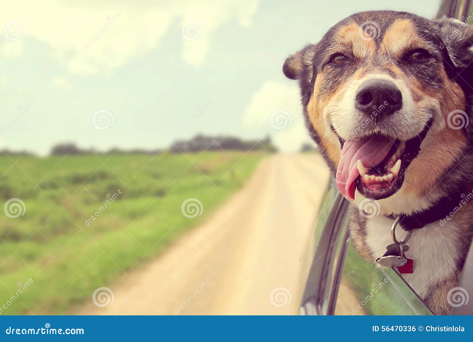 happy dog sticking head out car window