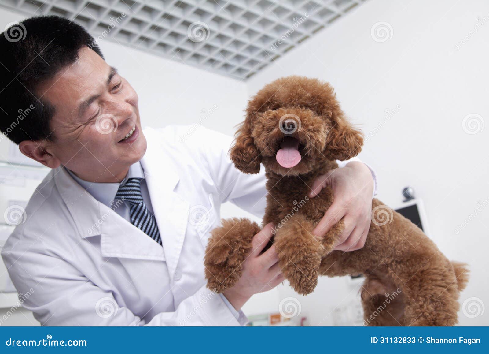 Happy Dog in Veterinarian S Office Stock Image Image of coat, chinese