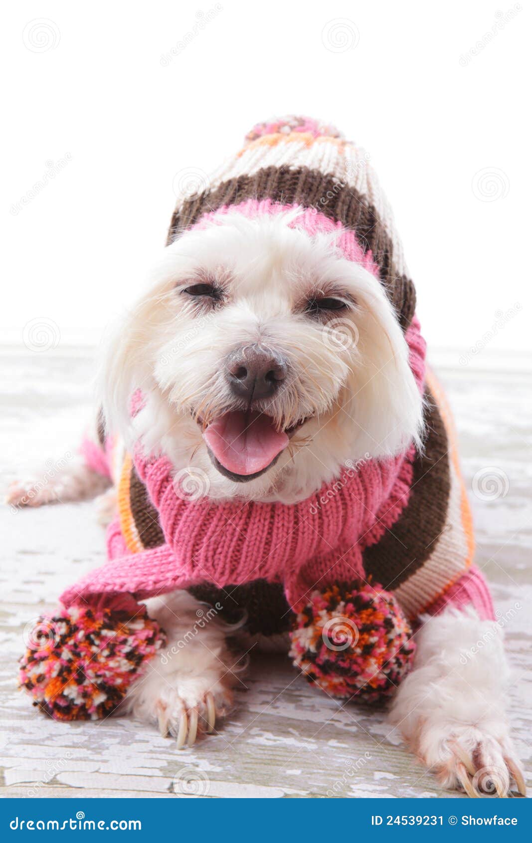 Happy Dog in Warm Woollen Sweater and Scarf Stock Image Image of