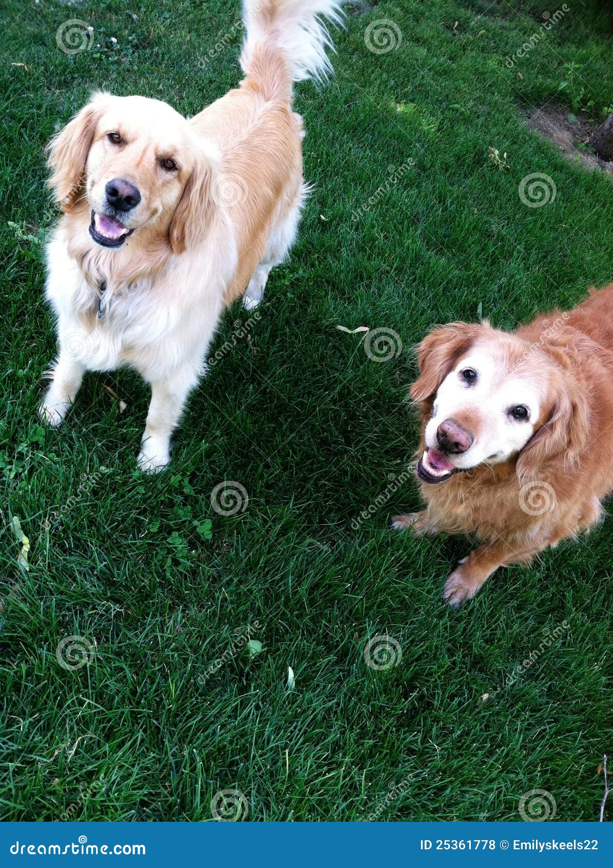 Happy Dogs stock photo. Image of retriever, happy, grass 25361778