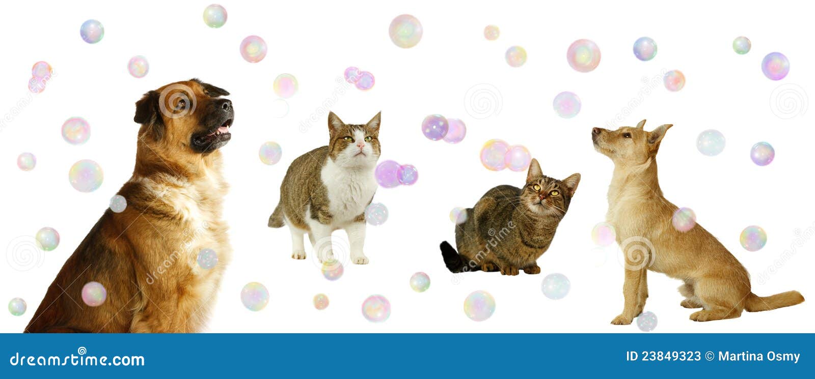 Happy Dogs and Cats with Bubbles Stock Image Image of jackrussel, lucky 23849323