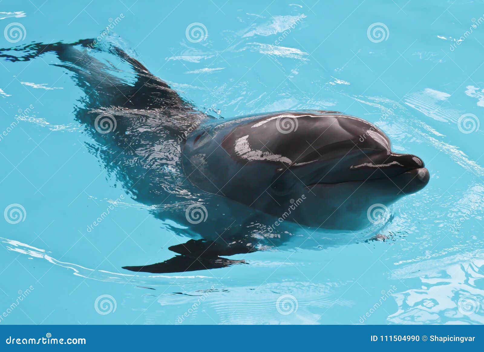 Happy dolphin sun bathing stock photo. Image of ocean 111504990