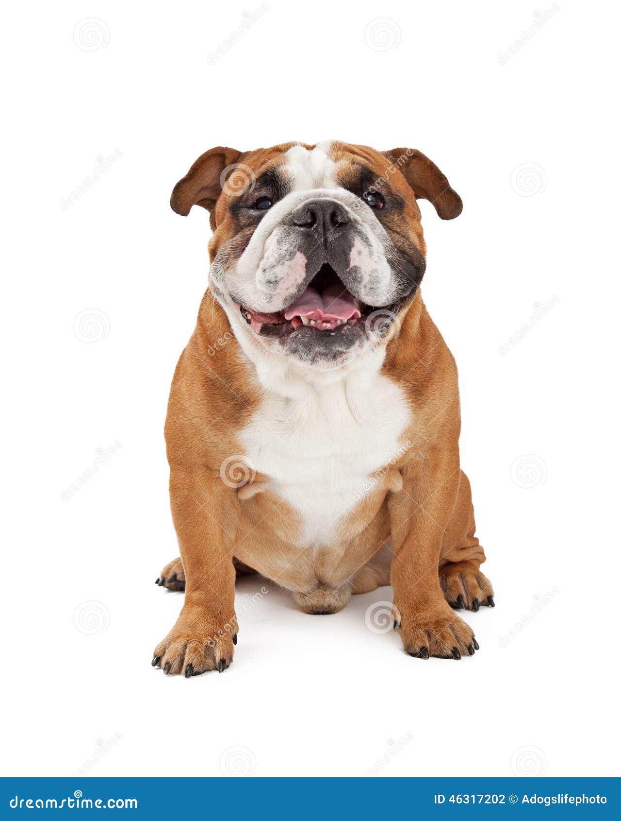 Happy English Bulldog Sitting Stock Photo - Image of bully, attentive ...