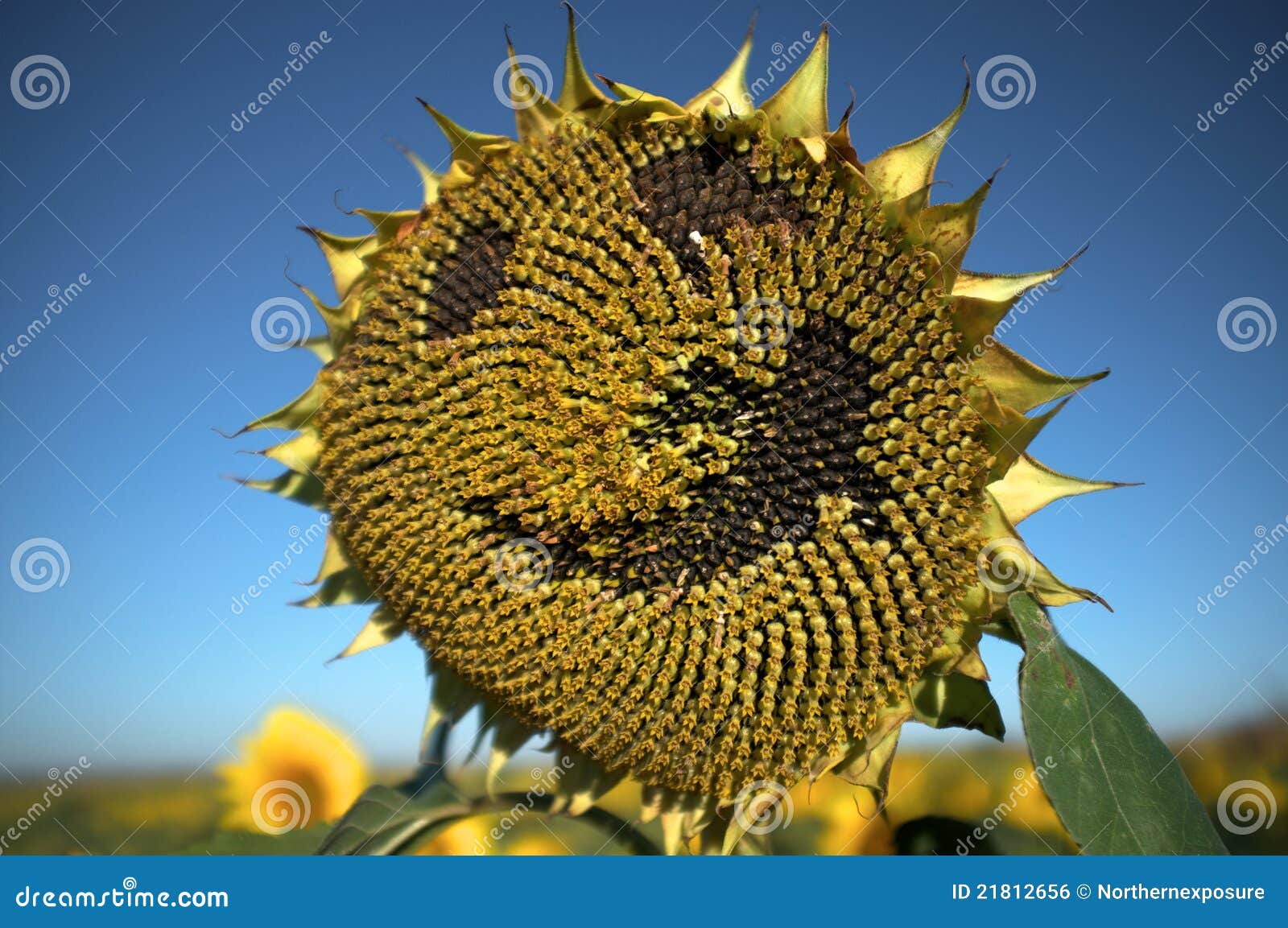 Happy face Sunflower stock photo. Image of happy, joking - 21812656
