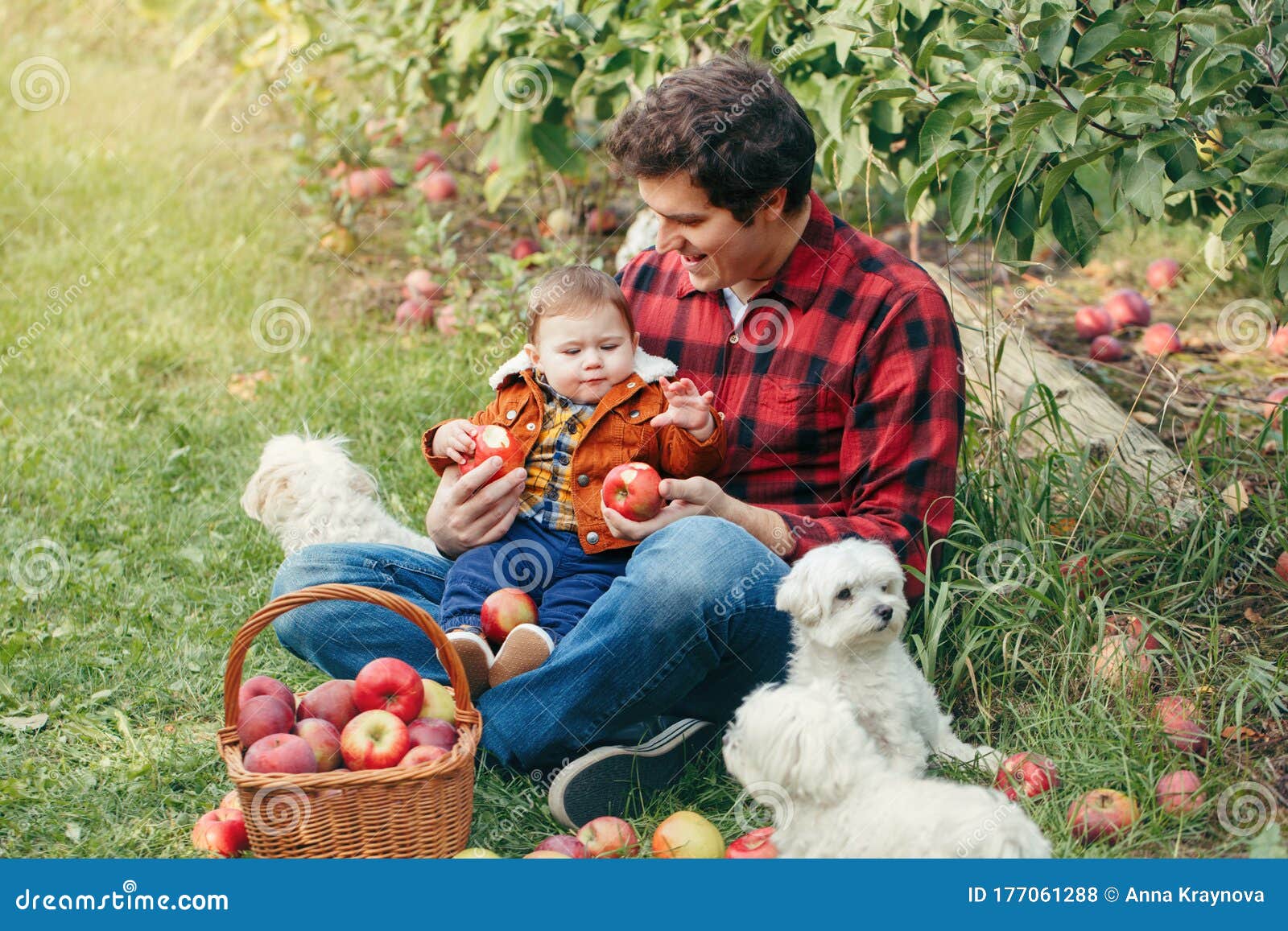 Happy Father with Baby Boy on Farm Picking Apples in Wicker Basket
