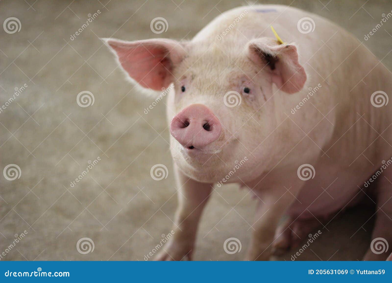 the happy fattening pig in big commercial swine farm