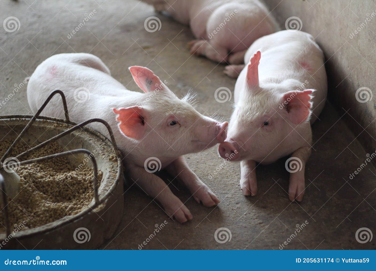 the happy fattening pig in big commercial swine farm