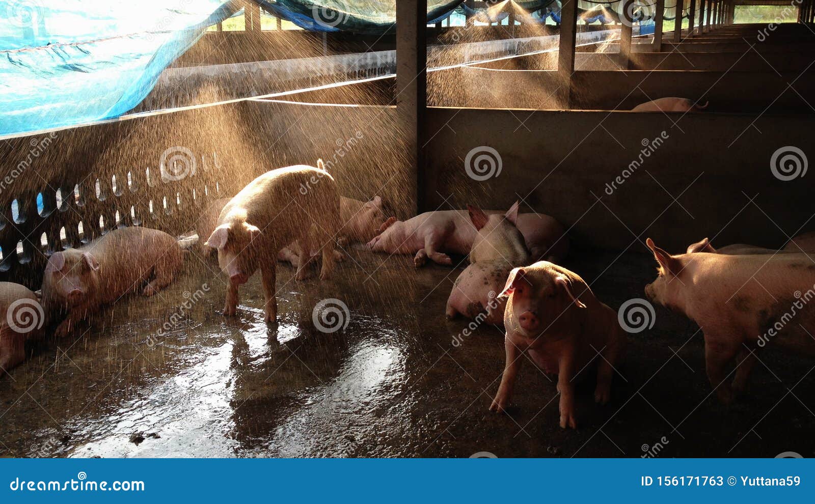 https://thumbs.dreamstime.com/z/happy-fattening-pig-big-commercial-swine-farm-healthy-growing-pigs-water-spraying-reduce-stress-form-hot-climate-156171763.jpg