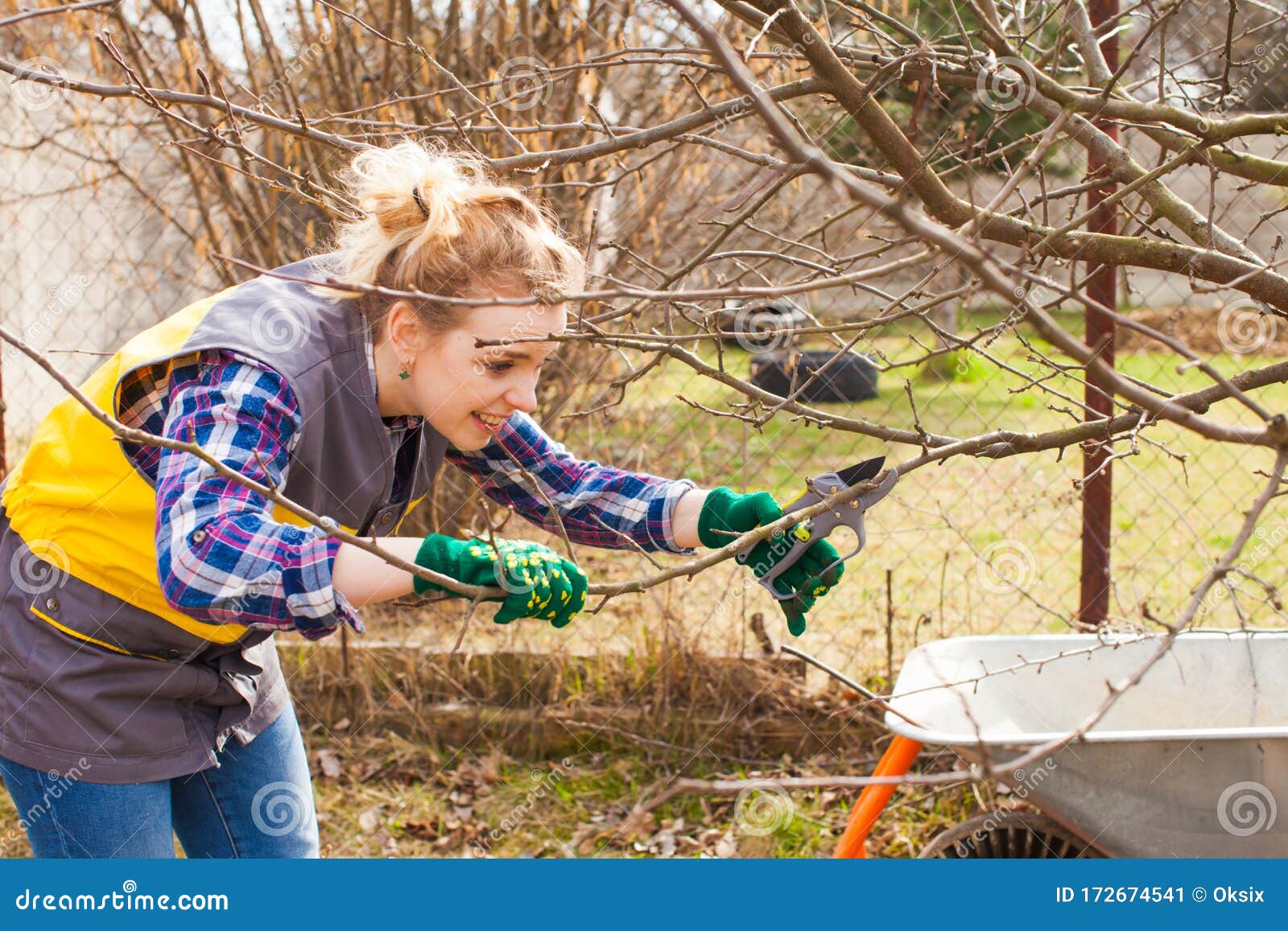 pruning fruit trees download