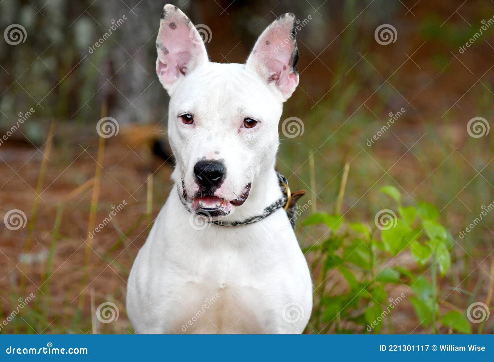 what terrier is mix with pit bull