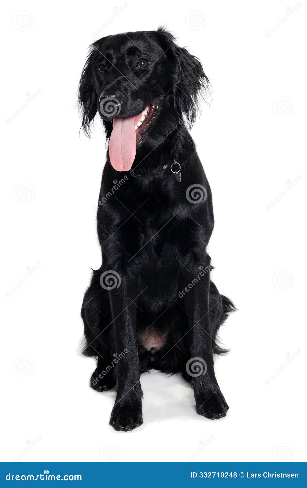 1 098 Coated Flat Retriever Stock Photos Free Royalty Free Stock Photos from Dreamstime
