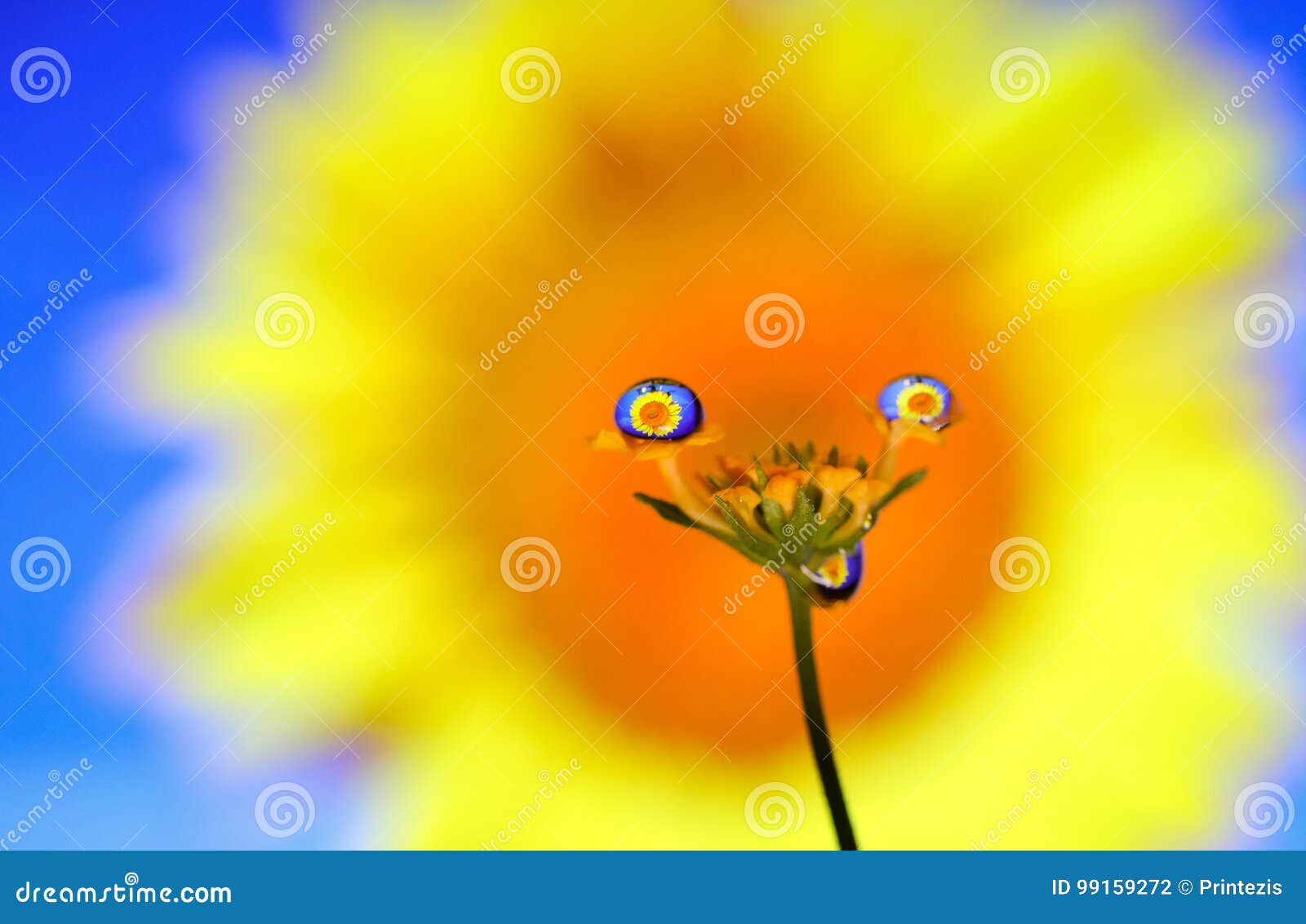 Happy Flower Bright Colors Creative Reflection Stock Photo Image Of Blurry Colors Happy Flower Bright Colors Creative Reflection Stock Photo Image Of Blurry Colors