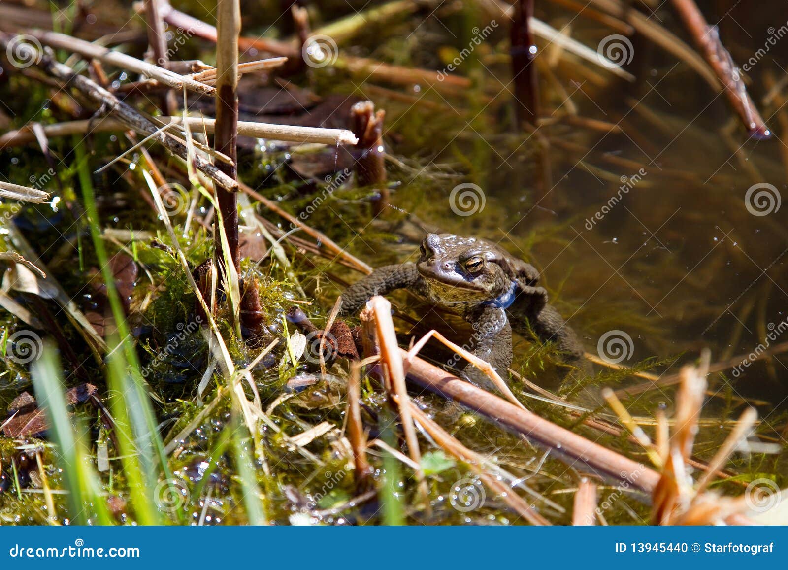 Happy frog stock photo. Image of marsh, cheerless, bounce - 13945440