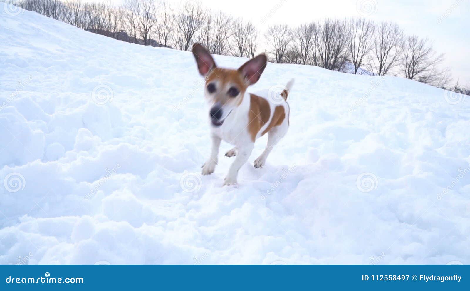 Happy Funny Dancing Dog. Barking in a Snowy Glade. DLSR Camera Slow Motion Video Footage Stock Video - Video of pretty, play: 112558497 Happy Funny Dancing Dog. Barking in a Snowy Glade. DLSR Camera Slow Motion Video Footage Stock Video - Video of pretty, play: 112558497
