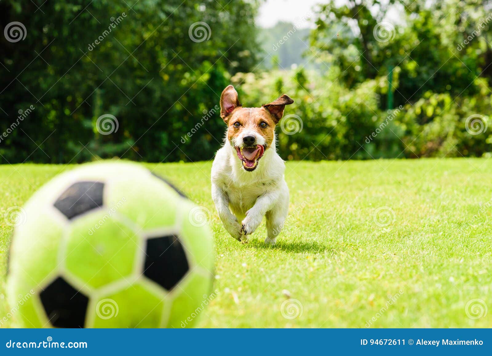 5,959 Funny Soccer Stock Photos - Free & Royalty-Free Stock Photos from  Dreamstime