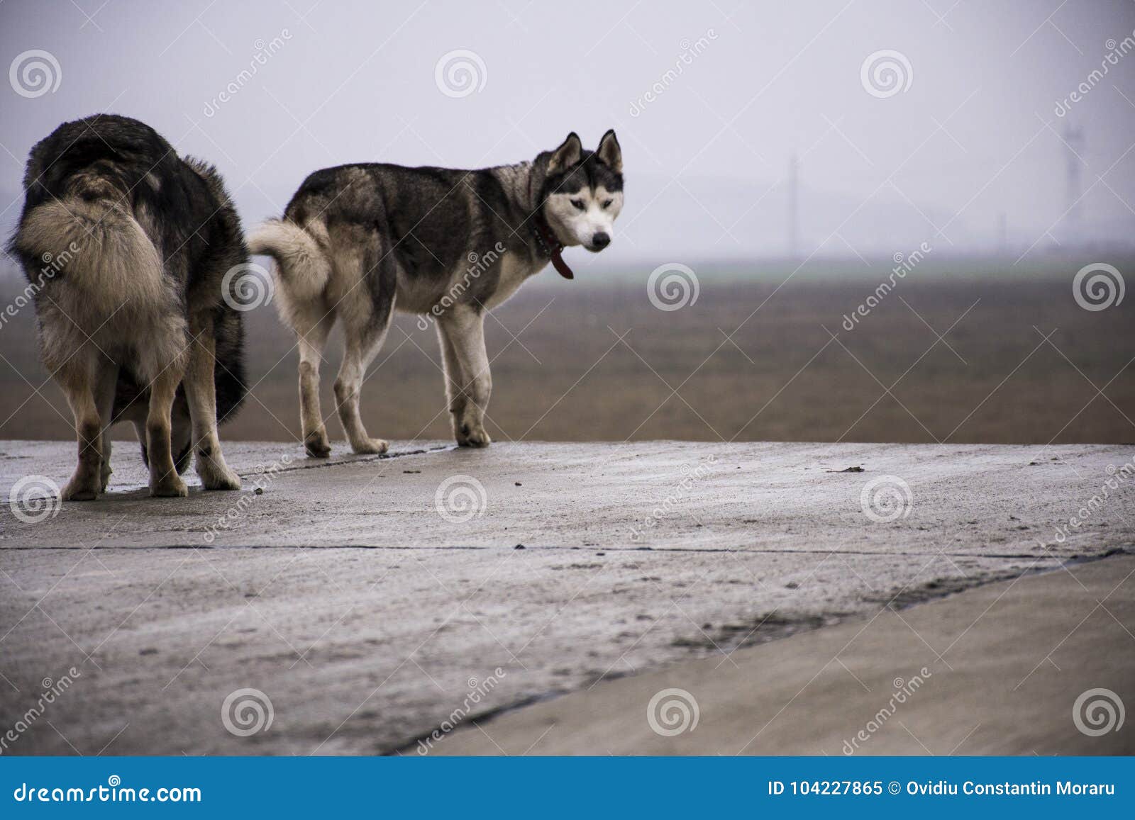 husky dog mating