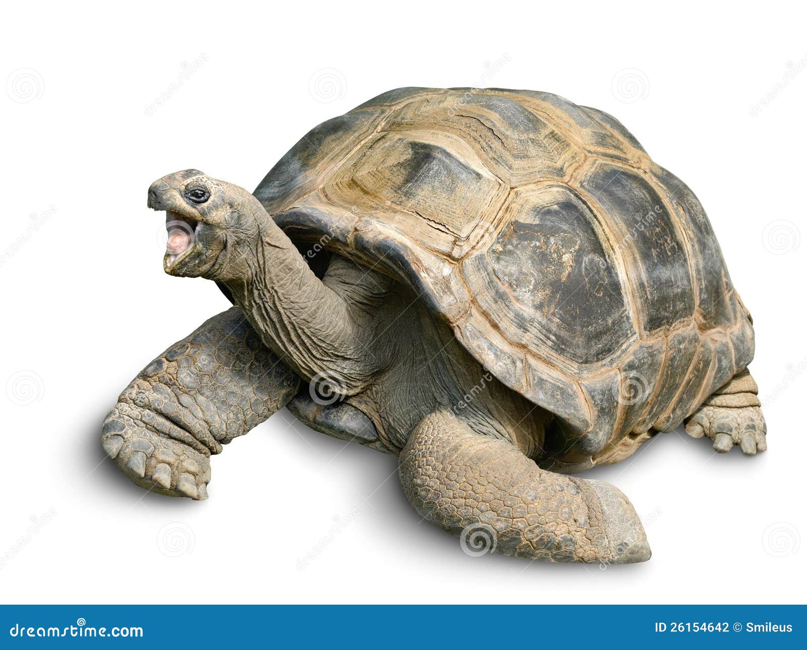 2,092 Funny Tortoise Stock Photos - Free & Royalty-Free Stock Photos from  Dreamstime