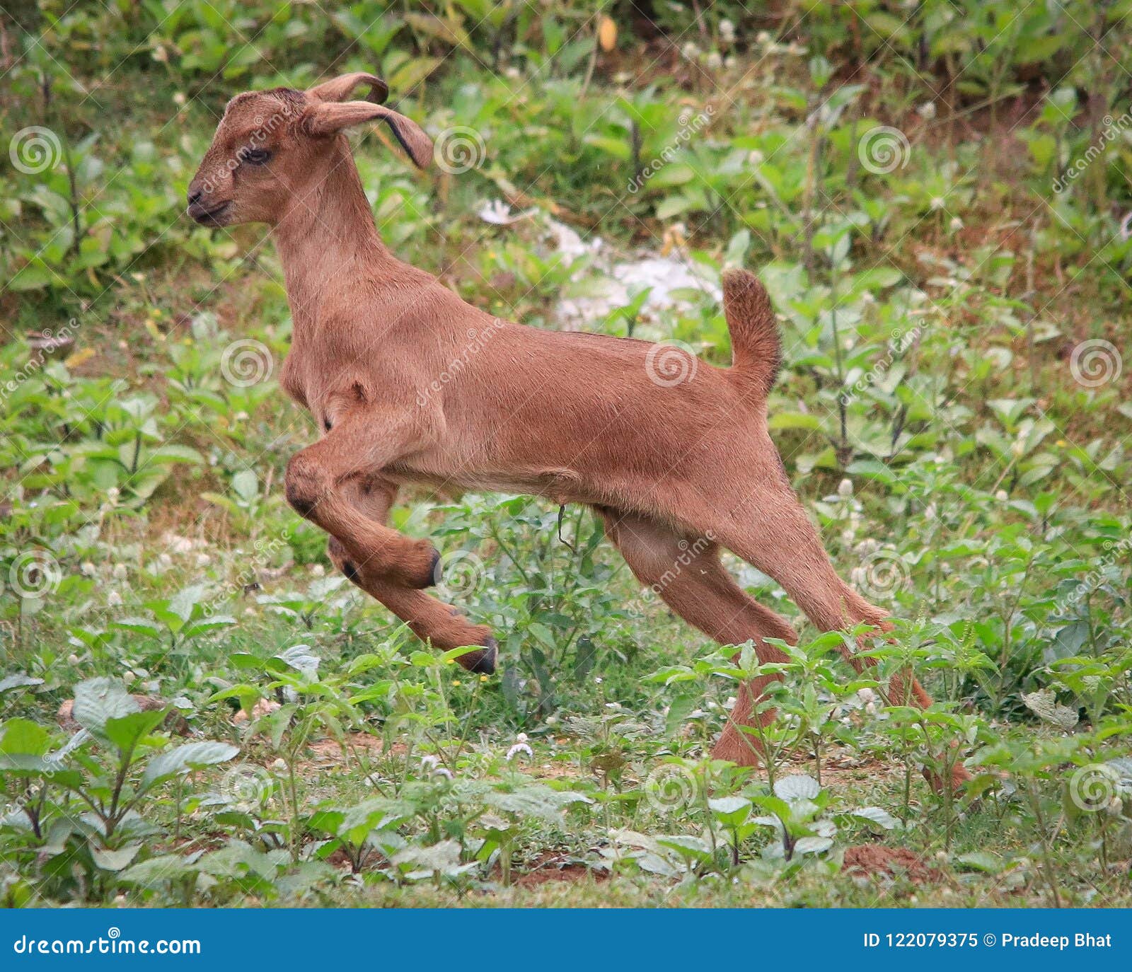 Happy goat stock image. Image of baby, playing, goat 122079375