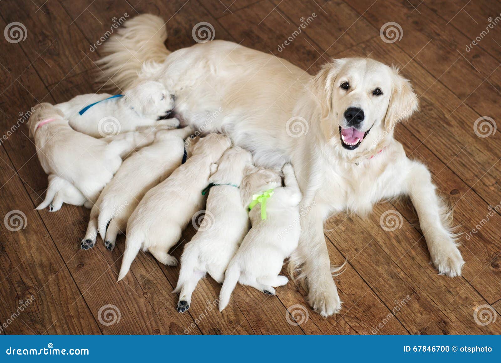 feeding golden retriever puppy