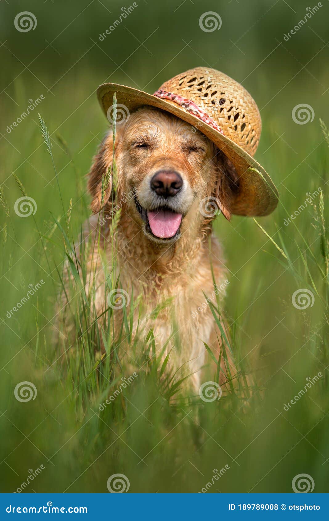 1,100+ Dog With Straw Hat Stock Photos, Pictures & Royalty-Free