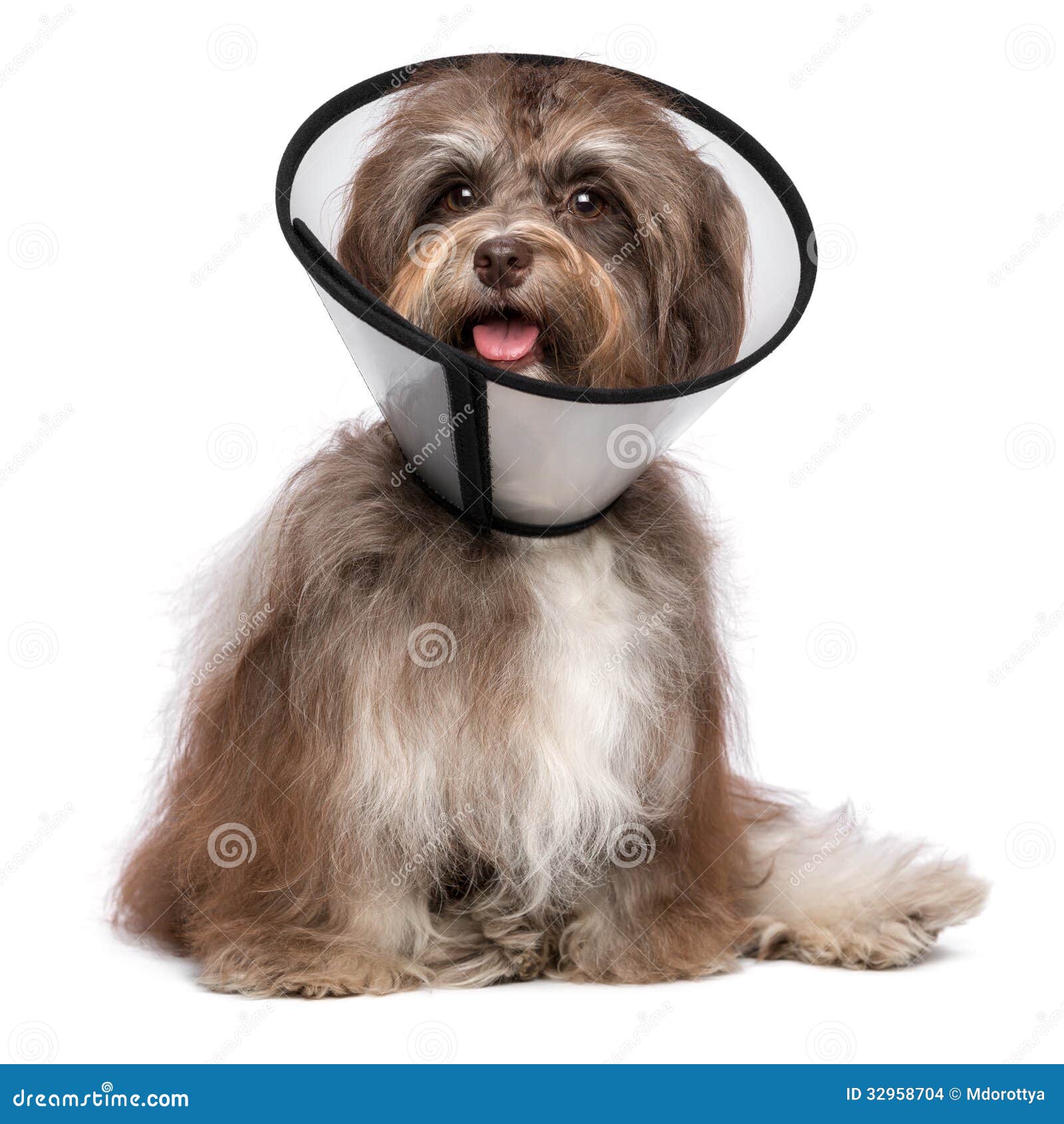 Dog top neck funnel