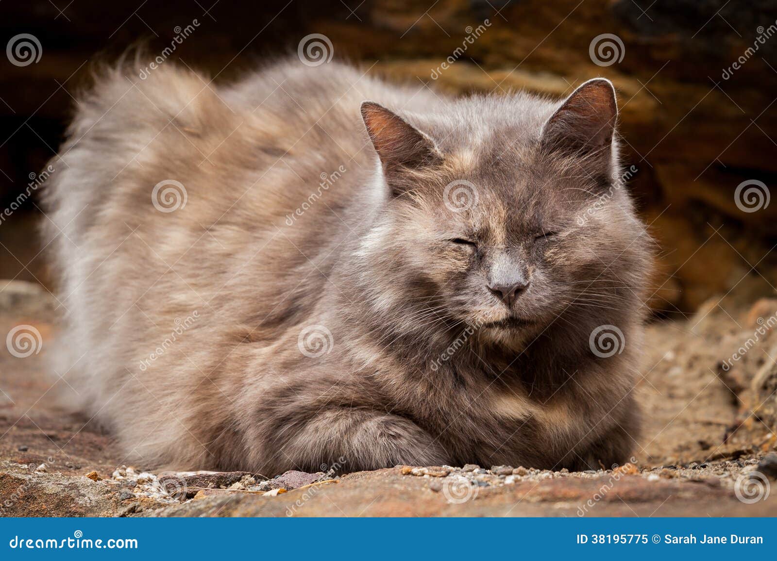 Happy Grey and Ginger Long-Haired Tortoiseshell Cat Sitting on a Stock  Image - Image of domestic, outdoor: 38195775