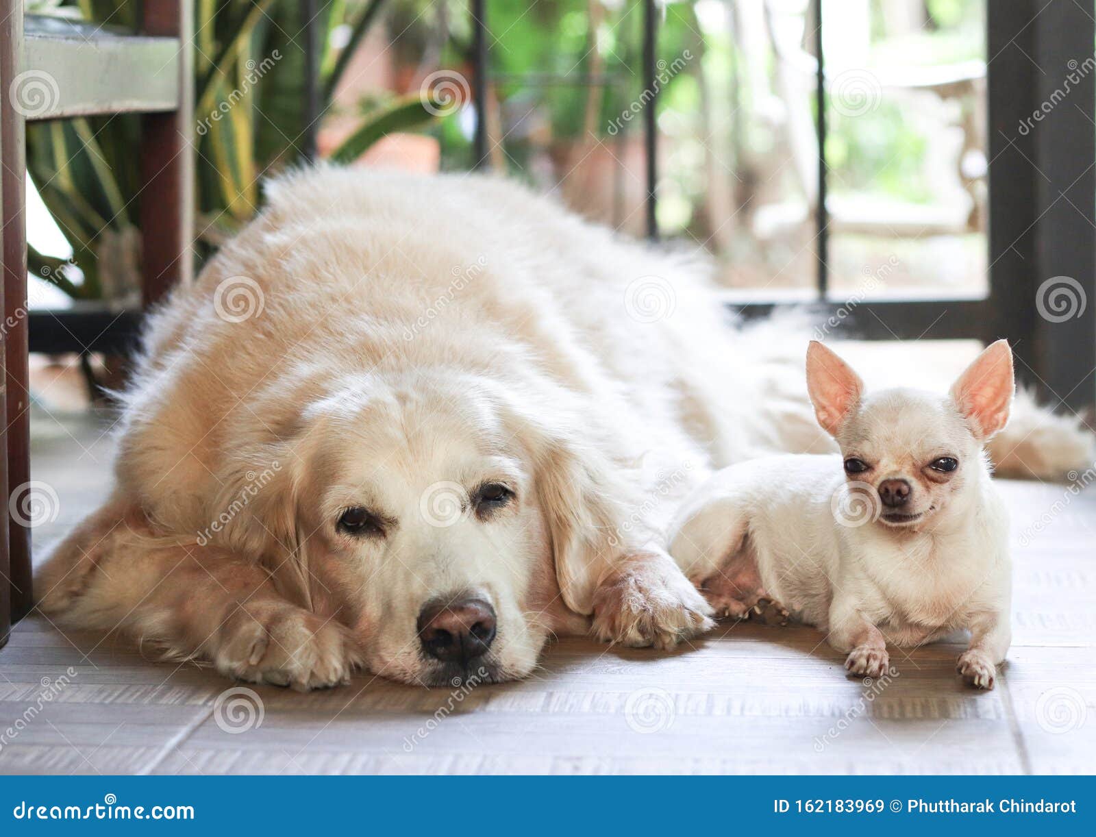 golden retriever chihuahua