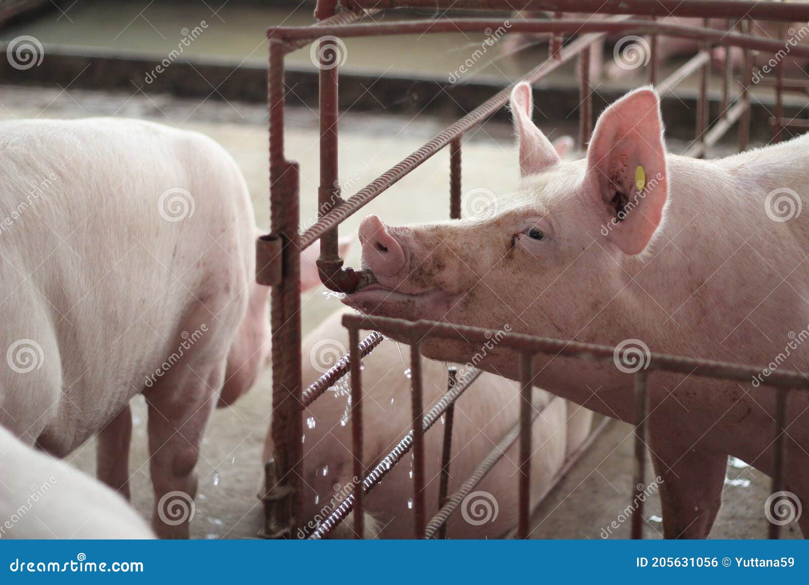 the happy fattening pig in big commercial swine farm